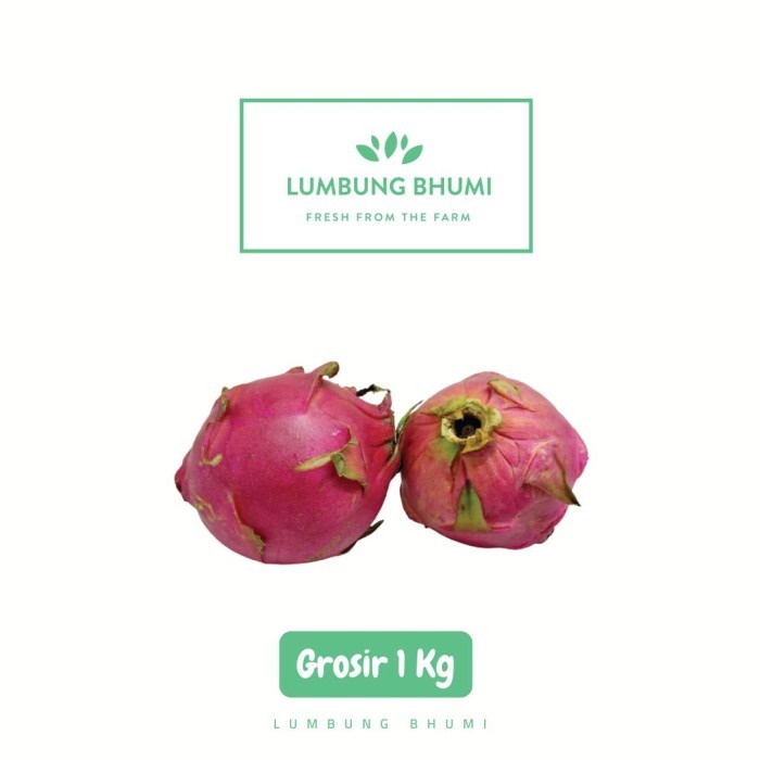 

Lumbung Bhumi - Buah Naga 1 Kg ( Buah Curah )