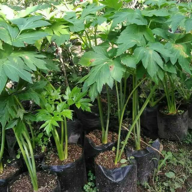 Bibit seledri jepang ashitaba jumbo