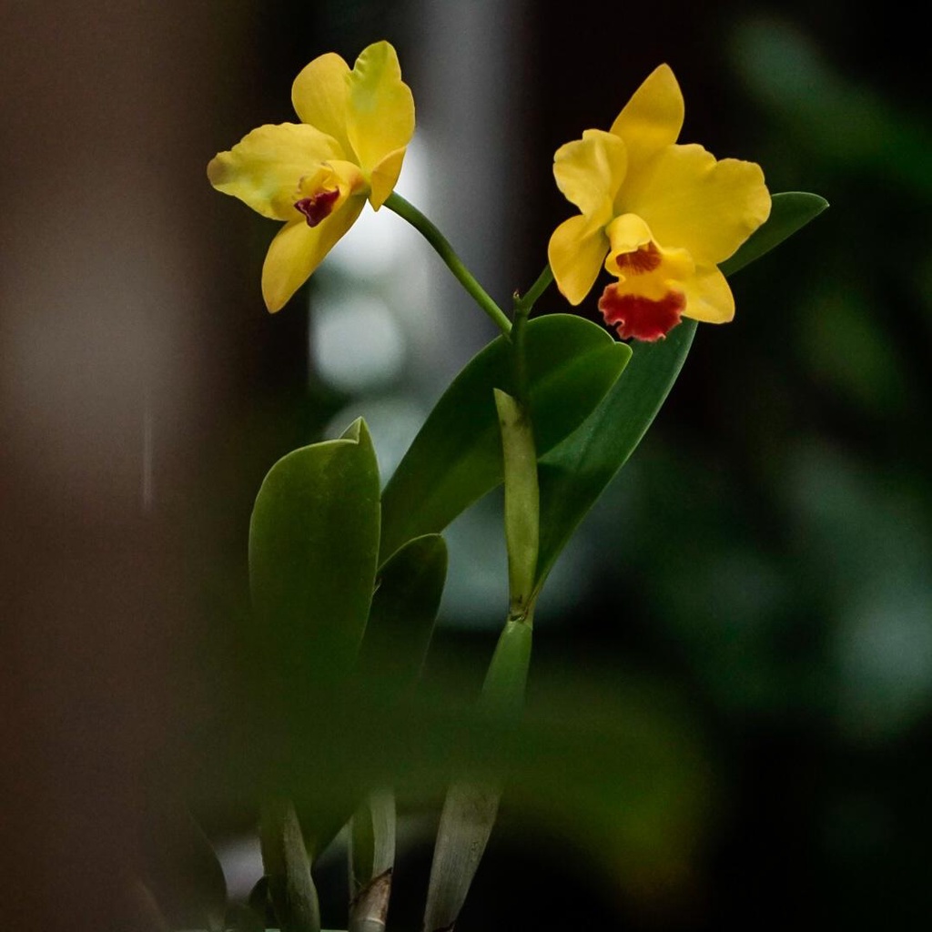Anggrek Cattleya-Cattleya Rth.Haw Yuan Glory-Tanaman Anggrek