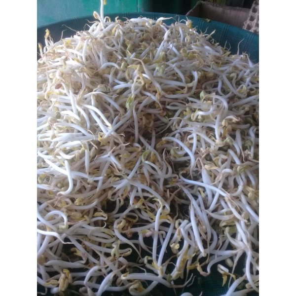 

TOGE 100 gr