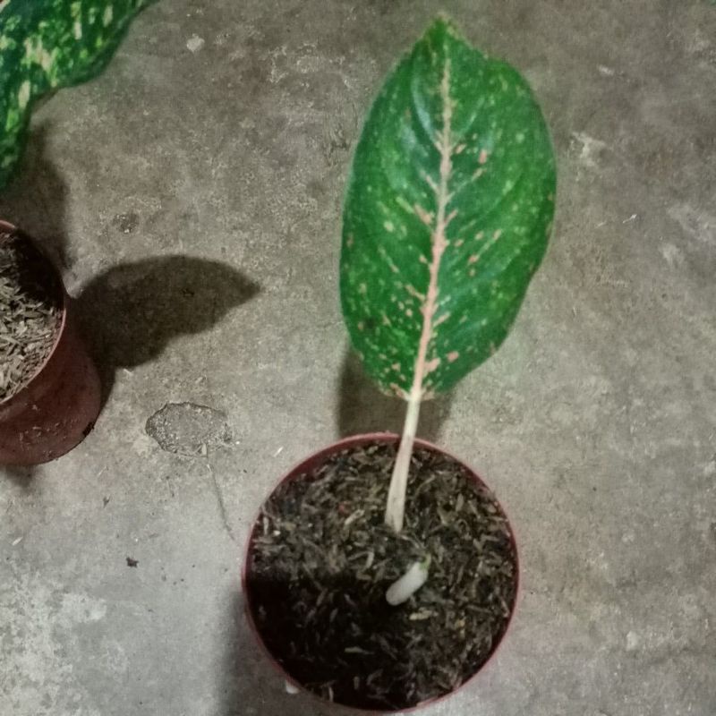 bunga aglonema Stardust orange baby