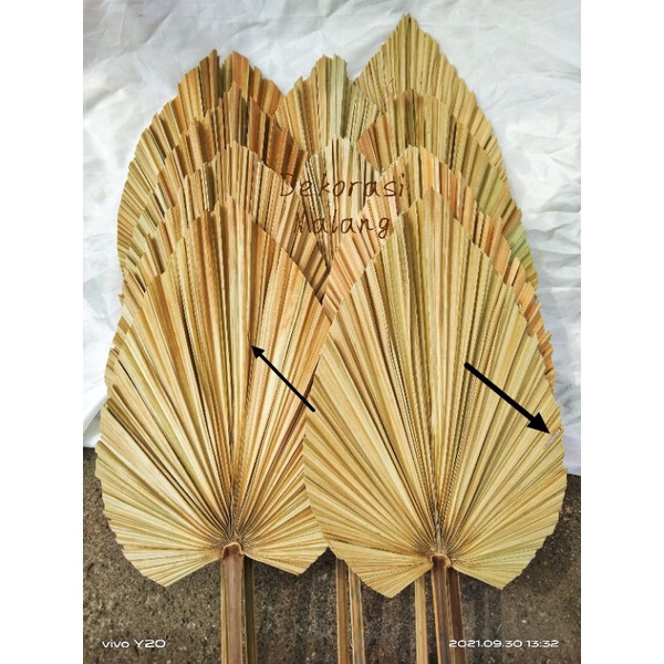 DAUN PALEM MINI RIJEK/RIJEK OKE