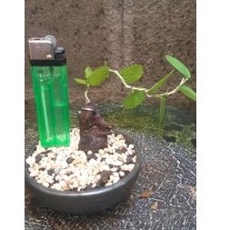 Bonsai Shito Bidara Arab + Pot Keramik