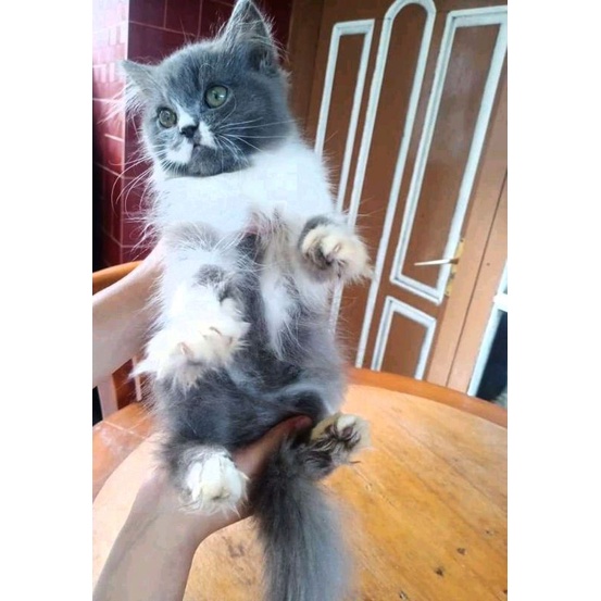 KUCING (BULU ABU-ABU BLUE) KITTEN PERSIA MEDIUM ANGGORA HIMALAYA FLATNOSE PEAKNOSE BULU KAPAS LONG HAIR BENGAL NONPED BSH KUCING ABU BLUE ORENS CREAM PUTIH HITAM JANTAN BETINA GIMBUL RAGDOLL MUNCHKIN GAELIC BSH FOLD