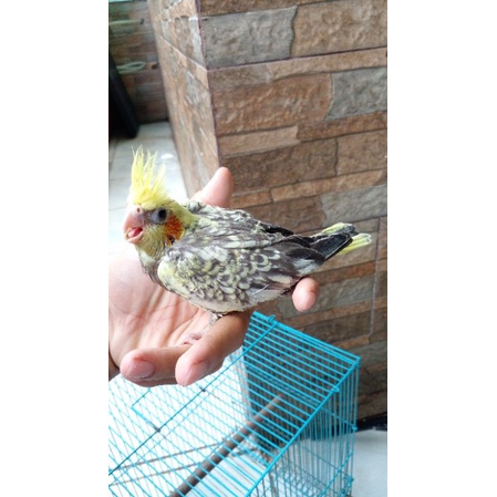 Burung Falk cockatiel parkit australia lolohan jinak aman untuk anak anak tidak menggigit