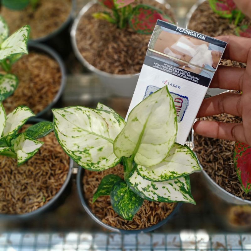 AGLONEMA SUPER WHITE BABY