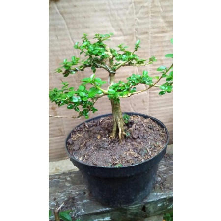 bahan bonsai sancang mamean