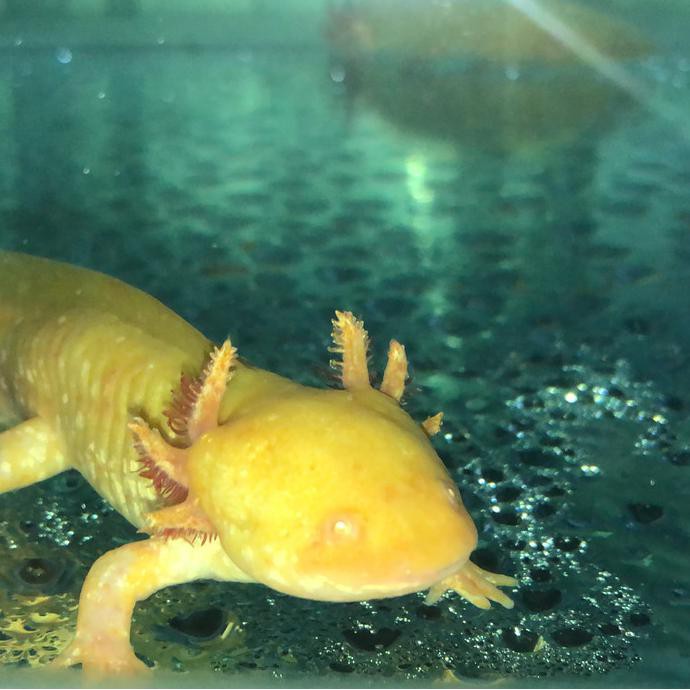 Ready Axolotl - Hitam