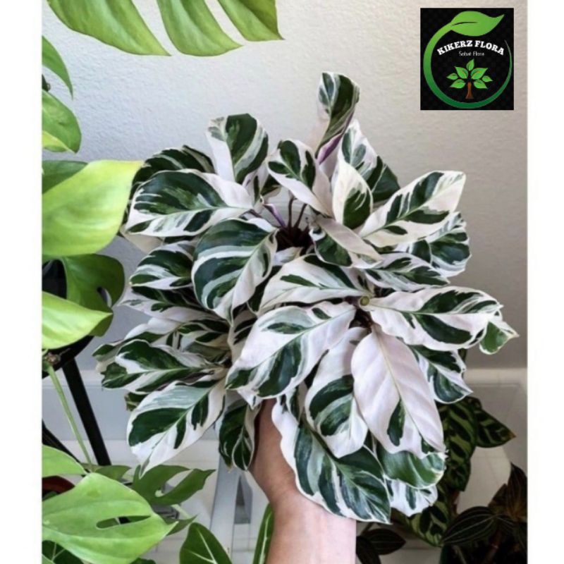 tanaman hias calathea tisue