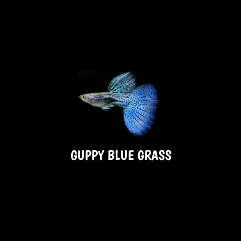 Ikan Guppy Blue Grass