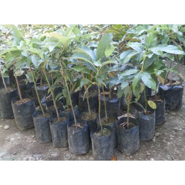 WARUNG BIBIT Bibit Alpukat Miki Unggul Siap Tanam unggul