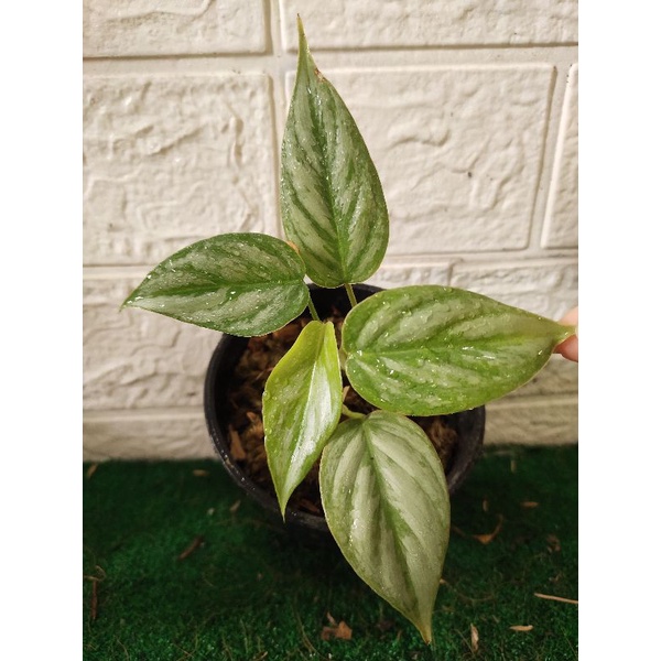 philodendron sodiroi