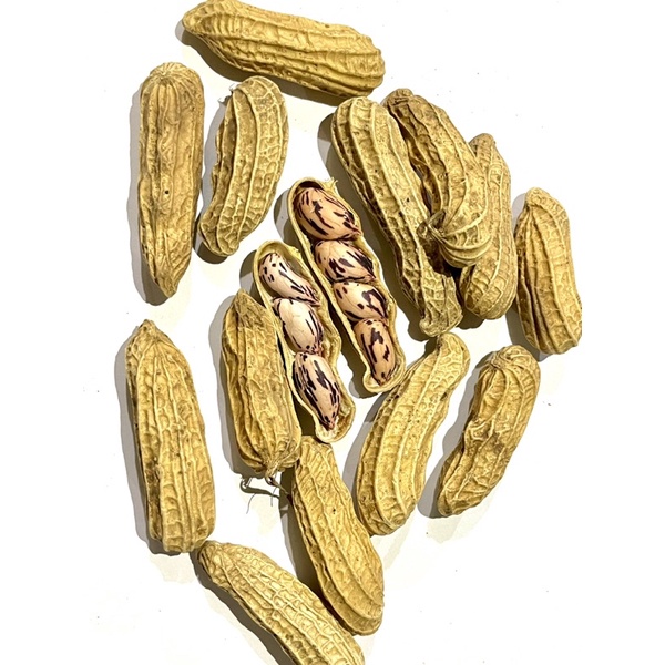 

Kacang Batik 1 Liter (Kacang Kawangkoan Om Ben)