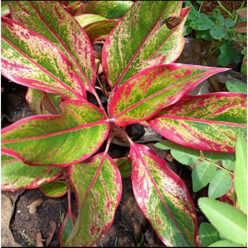 tanaman aglonema lipstik, tanaman lipstik merah, foto asli