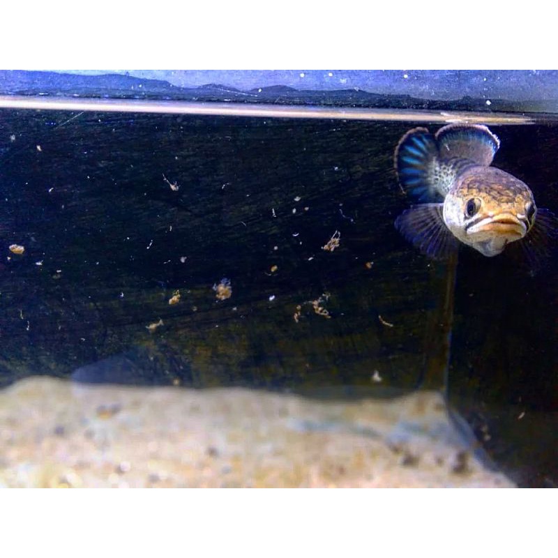 Stewarti mangap 15 cm (kolpri)