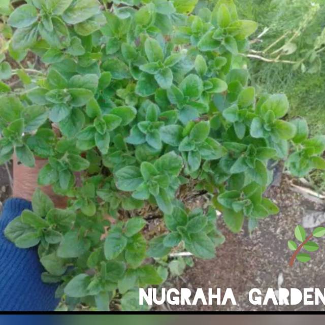 TANAMAN HERBAL OREGANO Shopee Indonesia TANAMAN HERBAL OREGANO Shopee Indonesia
