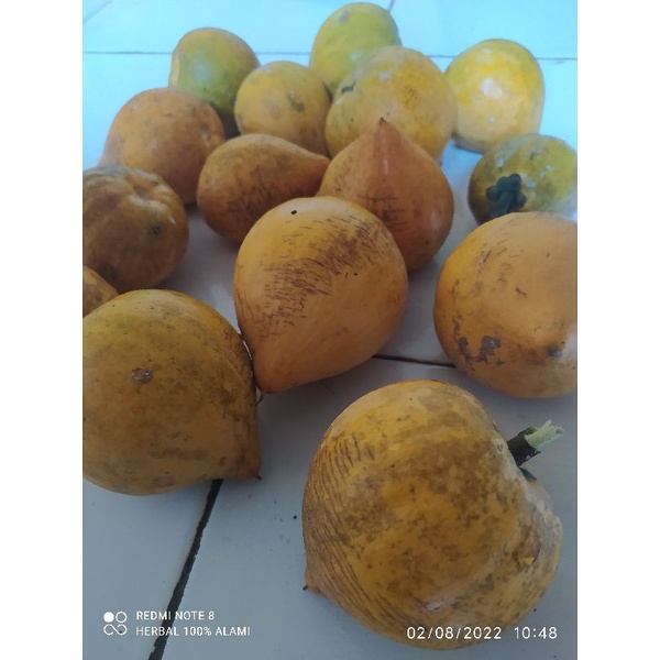 

buah sawo alkesah mentega 500 GRAM