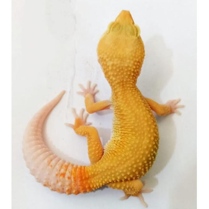 Harga Gecko Leopard Terbaru Desember 2022 |BigGo Indonesia