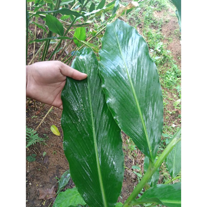 

Daun Kapol Kapulaga Segar