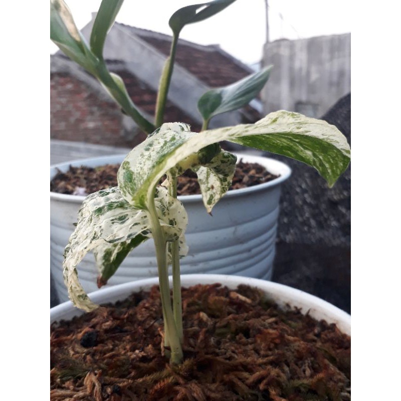 Philodendron amydrium medium varigata (monstera amydrium)