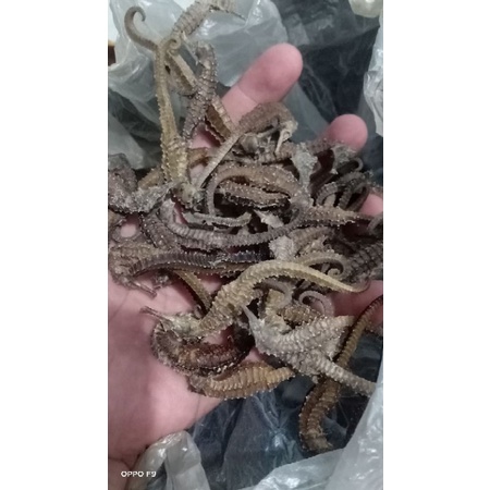 paket kuda laut kering 1kg