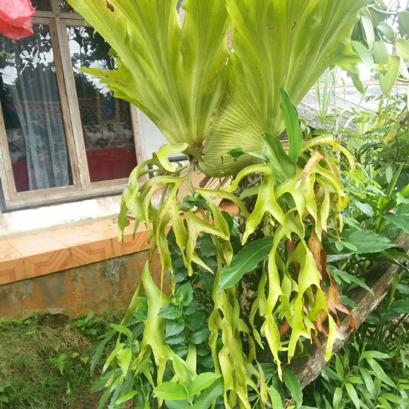 kadaka tanduk Rusa ukuran jumbo