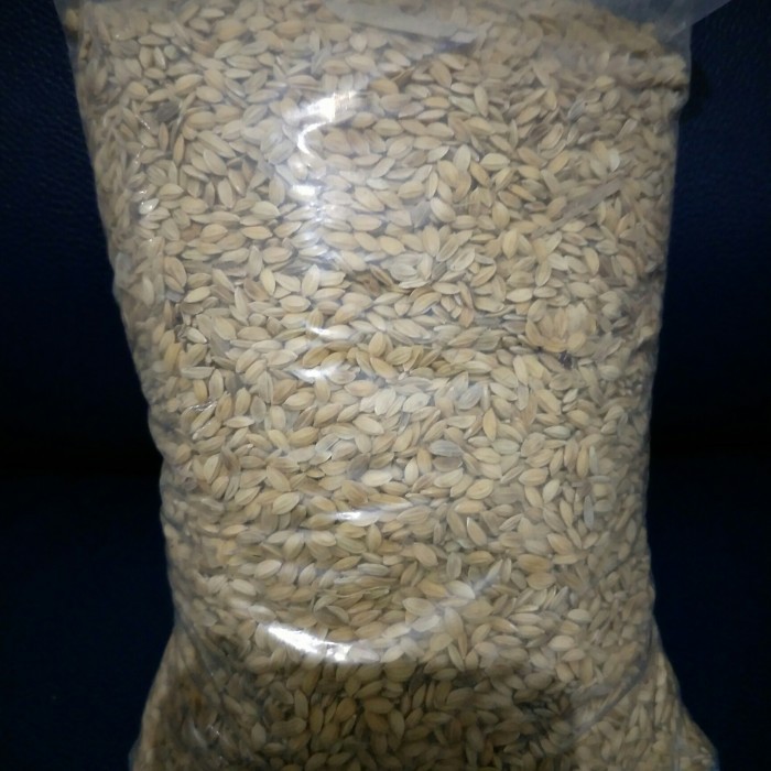 gabah bangkok/gabah pakan burung/gabah lampung/gabah bangkok 1 kg