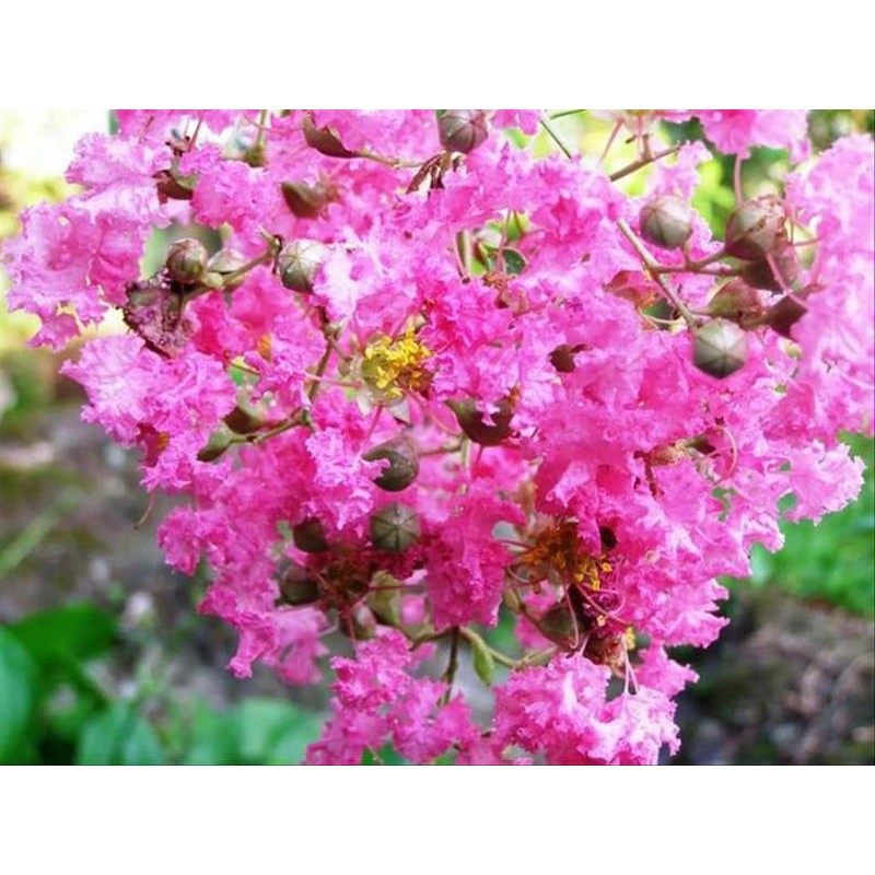 sakura lokal pink