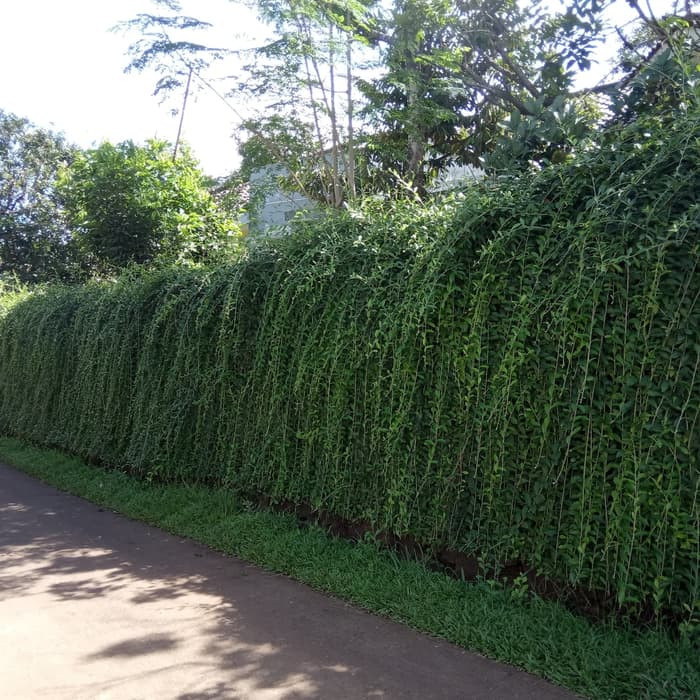 tanaman lee kwan yew panjang 1 meter - lee kwan yew 1 meter