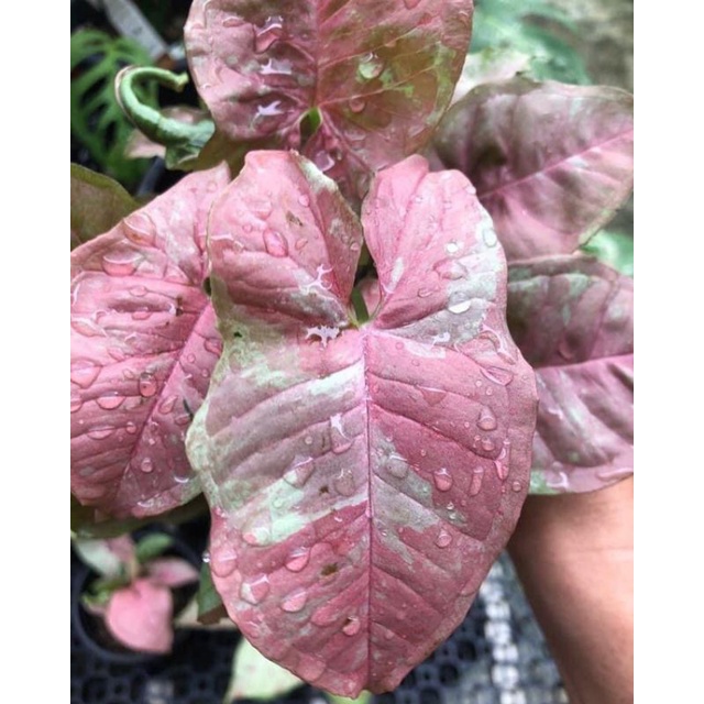Tanaman hias Syngonium pink Candy bibit bonggol Tanman hias Syngonium pink Candy