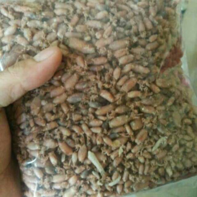 

DISKON TERMURAH!! BABY CUMI 1kg, kualitas PREMIUM!!