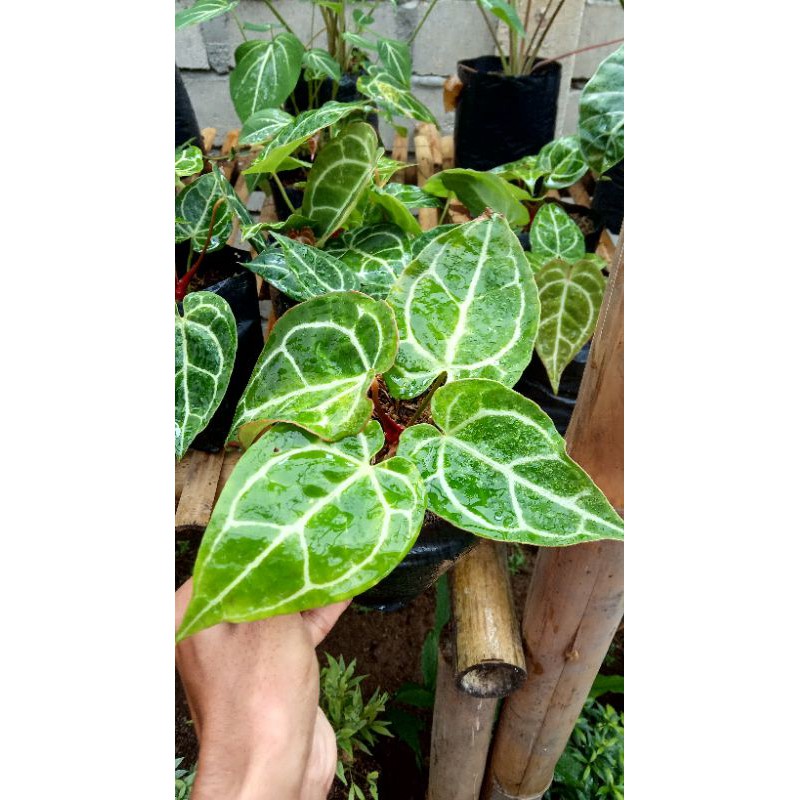anthurium kuping gajah
