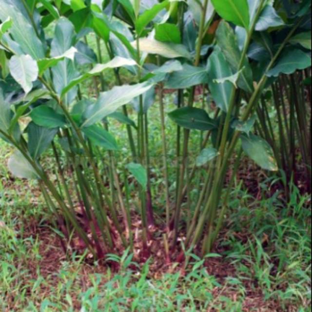 kapulaga hibrida - benih kapulaga - bibit rempah - bibit kesehatan -