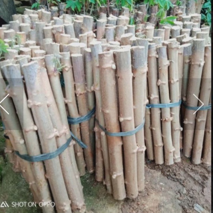 Bibit Batang Pohon Singkong Keju- Bibit Batang Singkong Keju Pulen