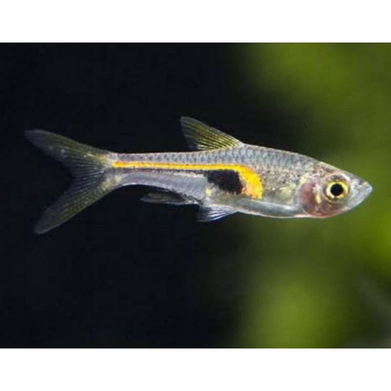 Hiasan Aquarium Rasbora Hengeli Aquascape