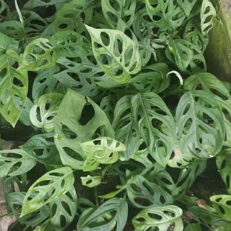 Tanaman Hias janda bolong daun 2 dan3