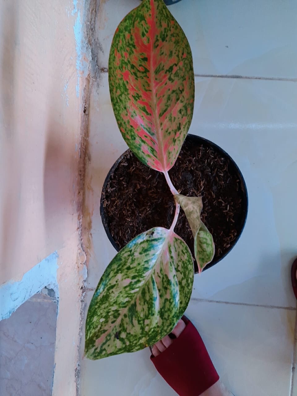 Bswart Batik Hrb026 Kenongo Hem Pendek Padi Pekalongan M L Xl Batik Pria Murah Modern Grosir