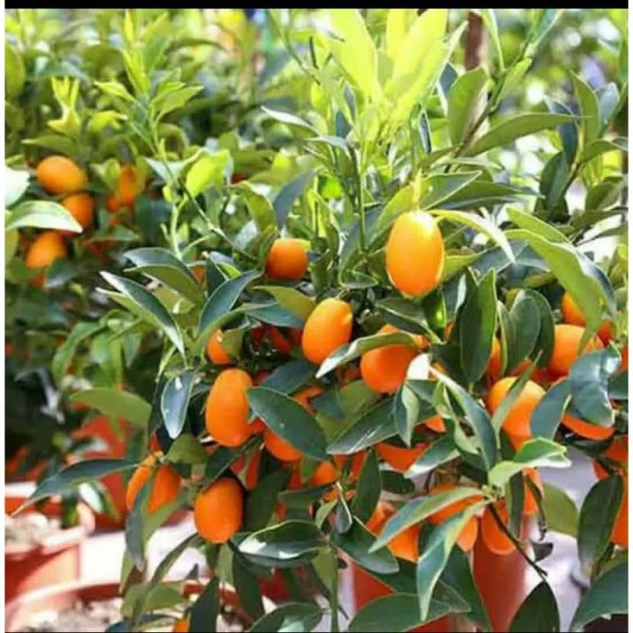 Bibit jeruk nagami asli siap berbuah