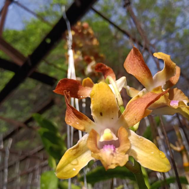 Tanaman Hias Bunga Anggrek Dendrobium Hybrid Thailand JC