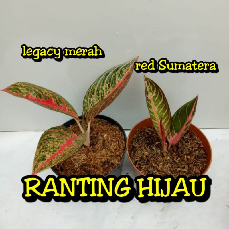 paket 2 bunga aglonema legacy merah/red legacy/legaci-red Sumatera/sumatra-anakan/baby