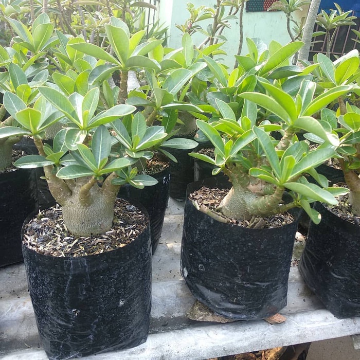Adenium Bunga Tumpuk 3in1 / 1 Pohon 3 Bunga - Tanaman Hias Hidup