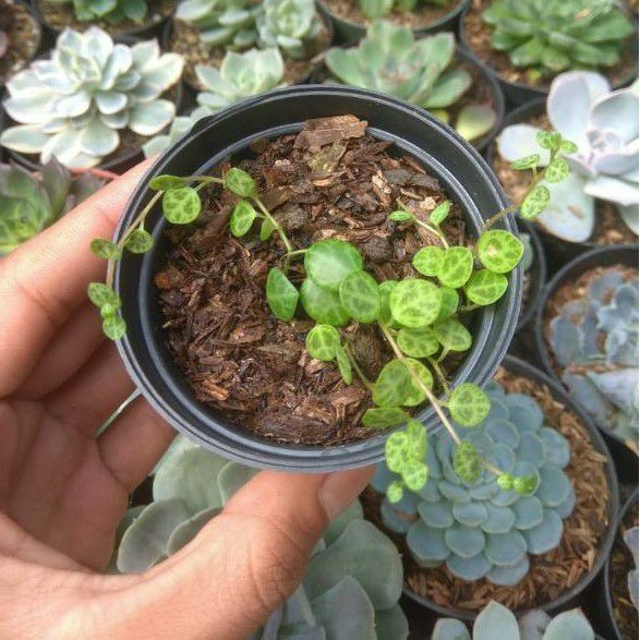 Kaktus-Sekulen String of turtle