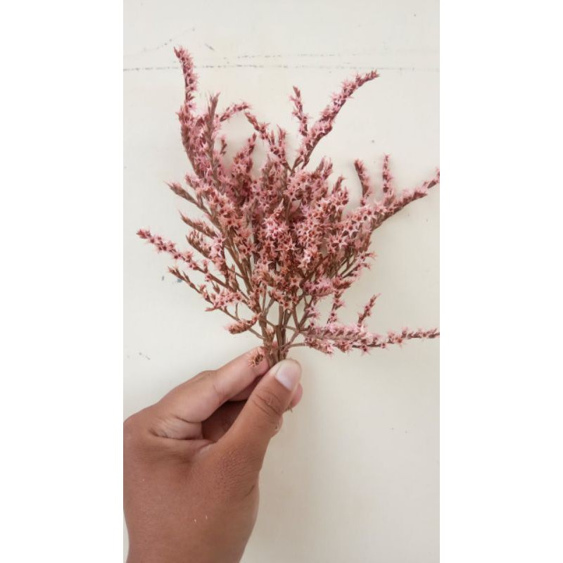 tatarica pink, bunga kering tatarica