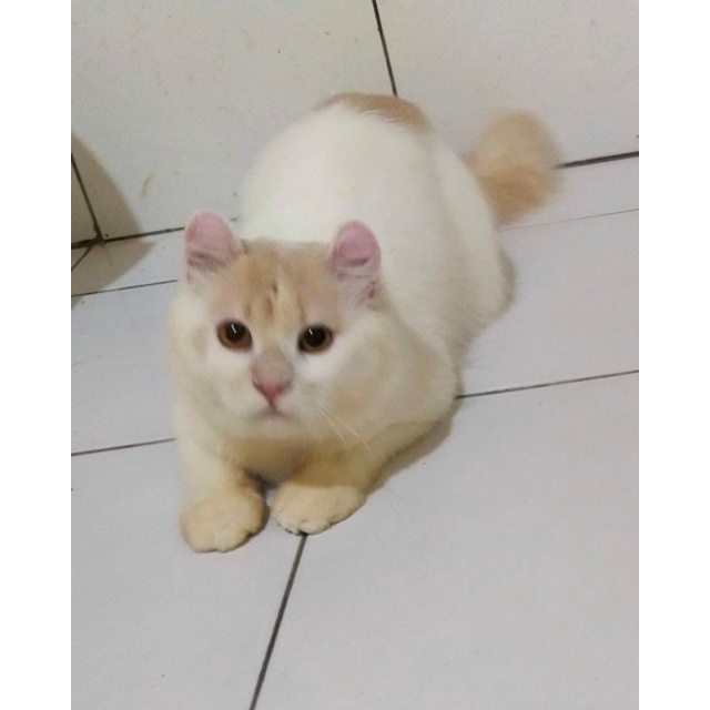 Boneka Kucing American curl