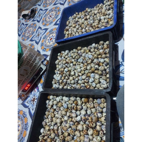

Telur puyuh isi 50 biji