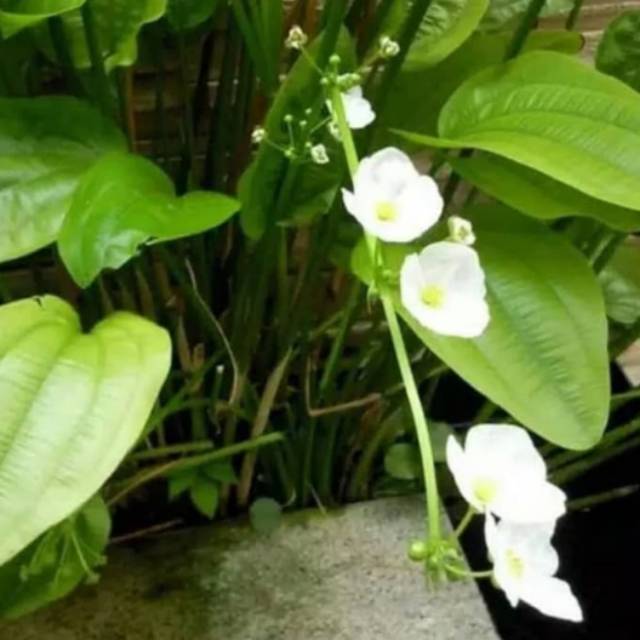 Tanaman hias melati air - melati air
