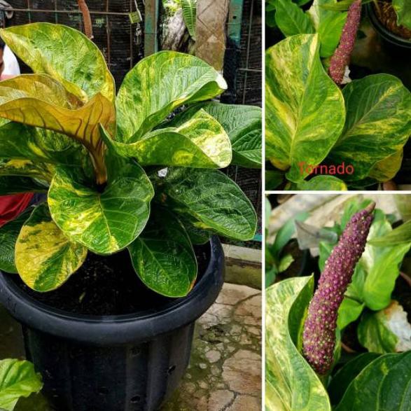 Top Delivery Biji jemani mangkok tornado varigata