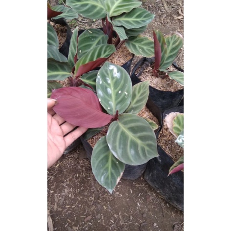tanaman calatea ecuadoriana.