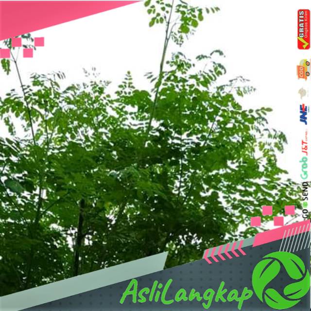 

Daun kelor segar(500gram)