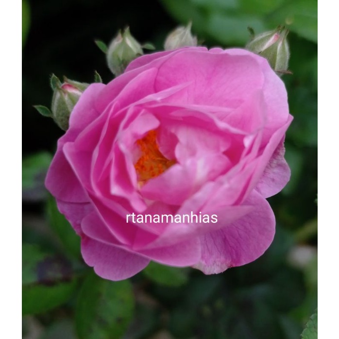 Mawar Import " Damascena " ( Super Wangi )